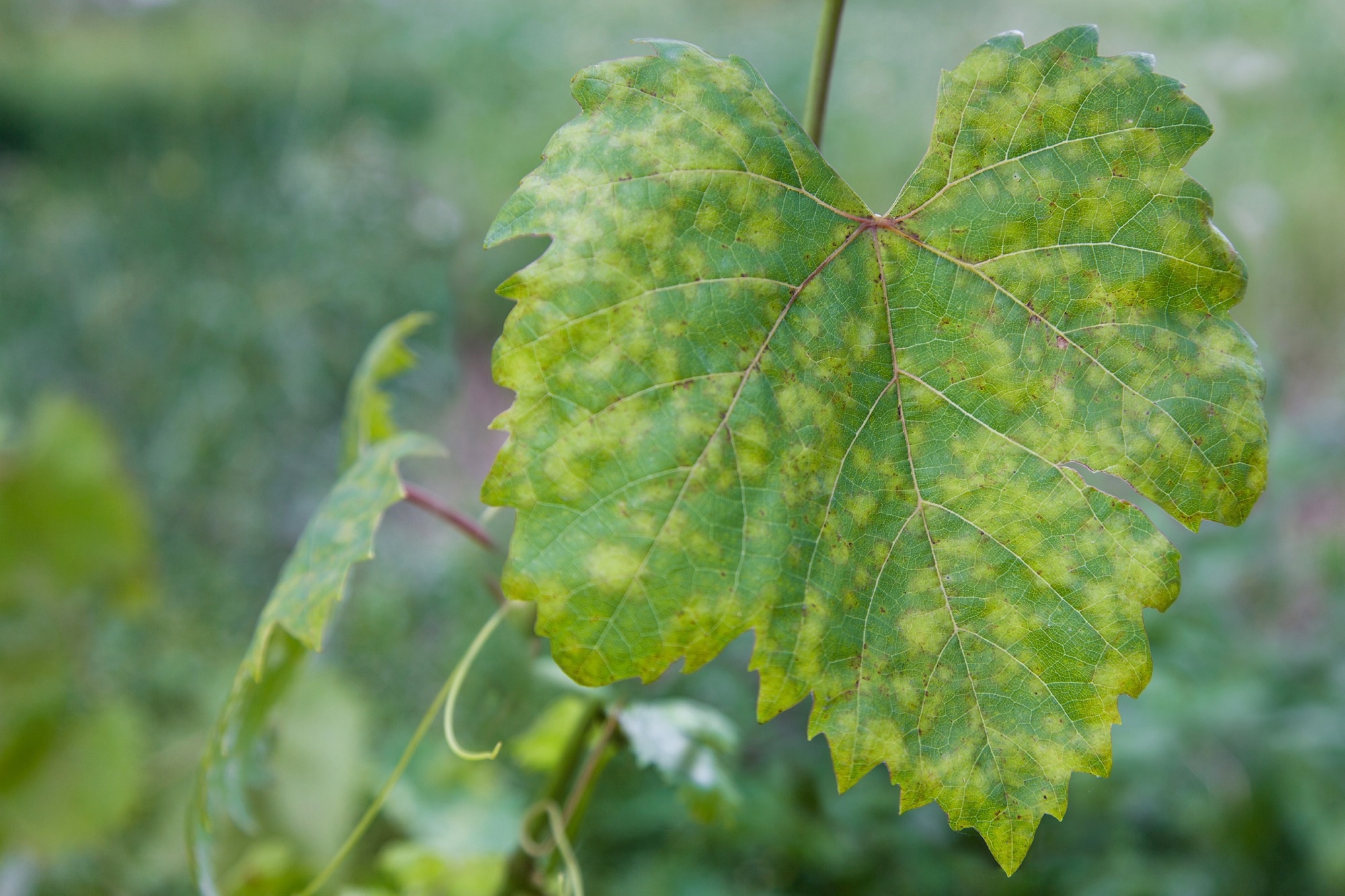 Study: Deep Convolutional Neural Network for Grape Leaf Disease Detection. Image Credit: Vadym Zaitsev/Shutterstock
