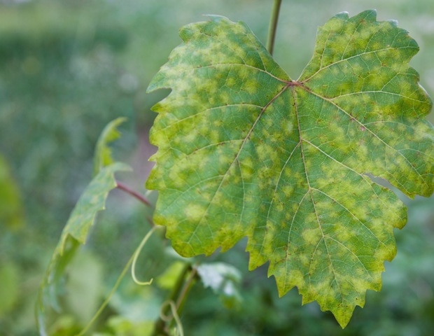 Deep Convolutional Neural Network for Grape Leaf Disease Detection